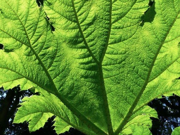 Bois des Moutiers (112) Juin 2012